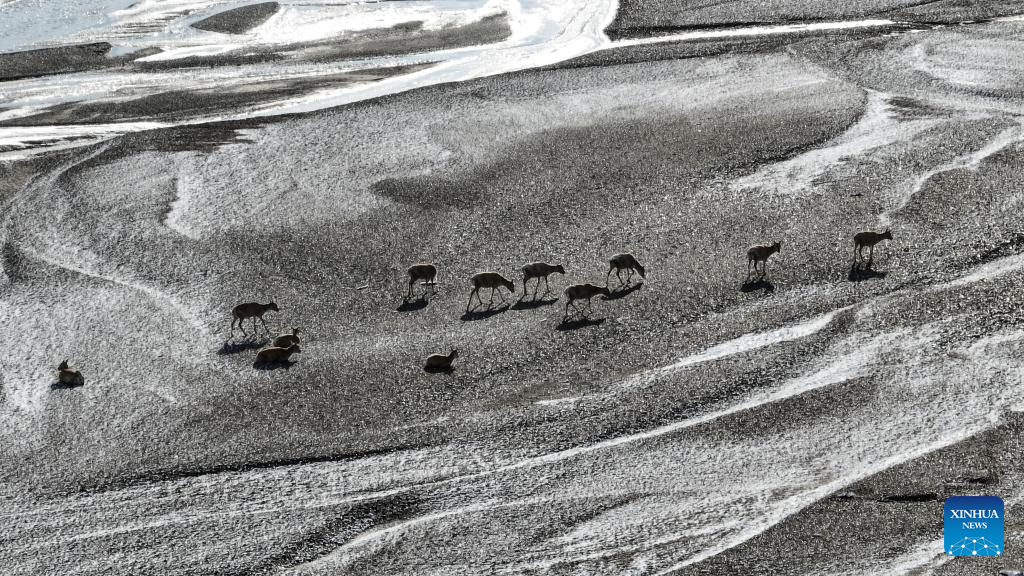 In pics: migration of Tibetan antelopes in Xizang