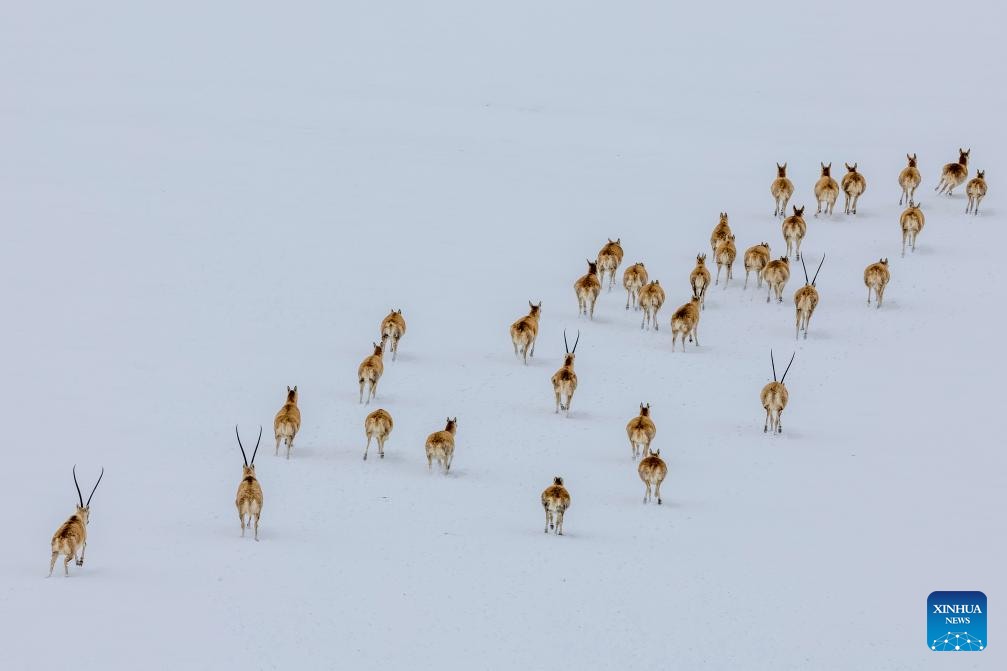 In pics: migration of Tibetan antelopes in Xizang