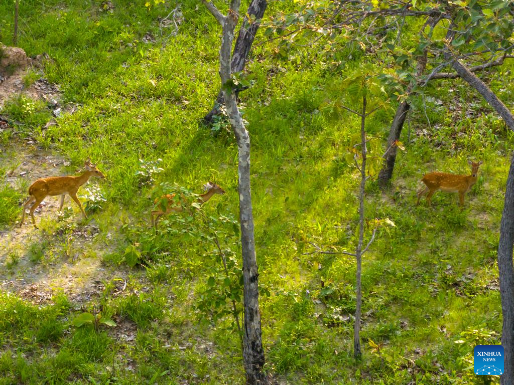 Eld's deer seen in Savannakhet Province of Laos