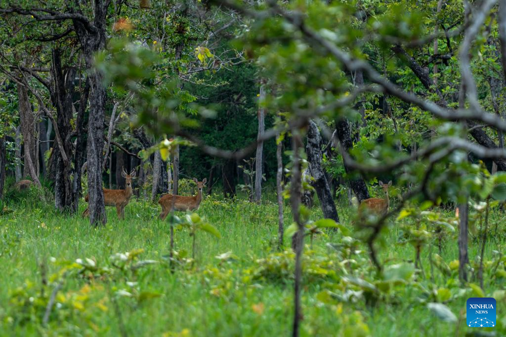 Eld's deer seen in Savannakhet Province of Laos