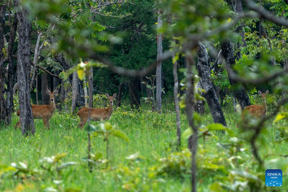 Eld's deer seen in Savannakhet Province of Laos