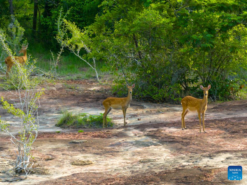 Eld's deer seen in Savannakhet Province of Laos