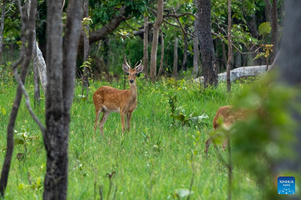 Eld's deer seen in Savannakhet Province of Laos