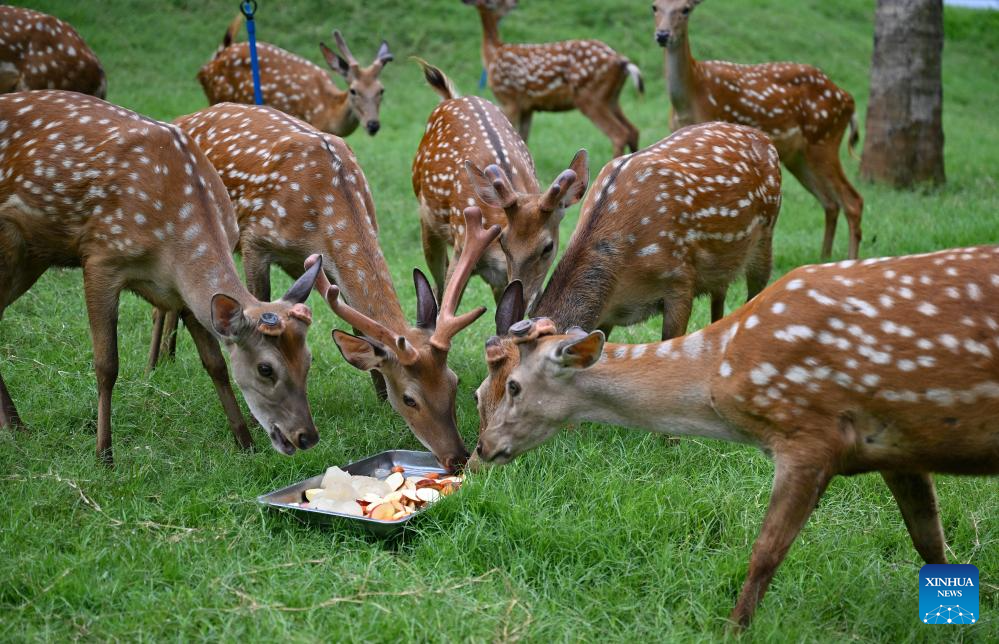 Animals stay cool as heat waves hit Hainan