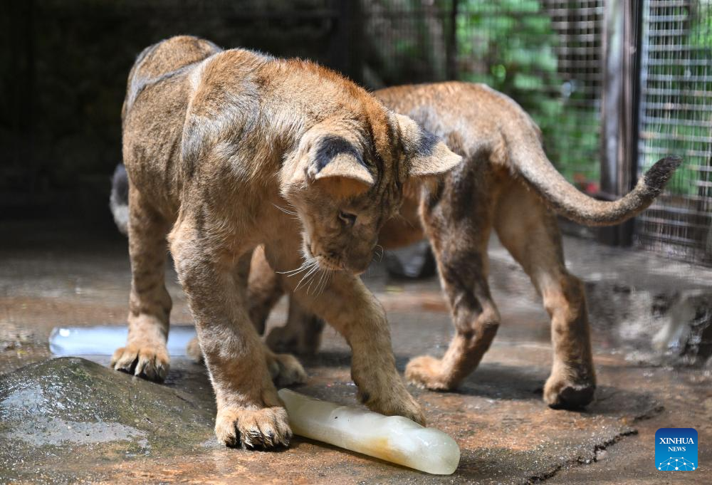 Animals stay cool as heat waves hit Hainan