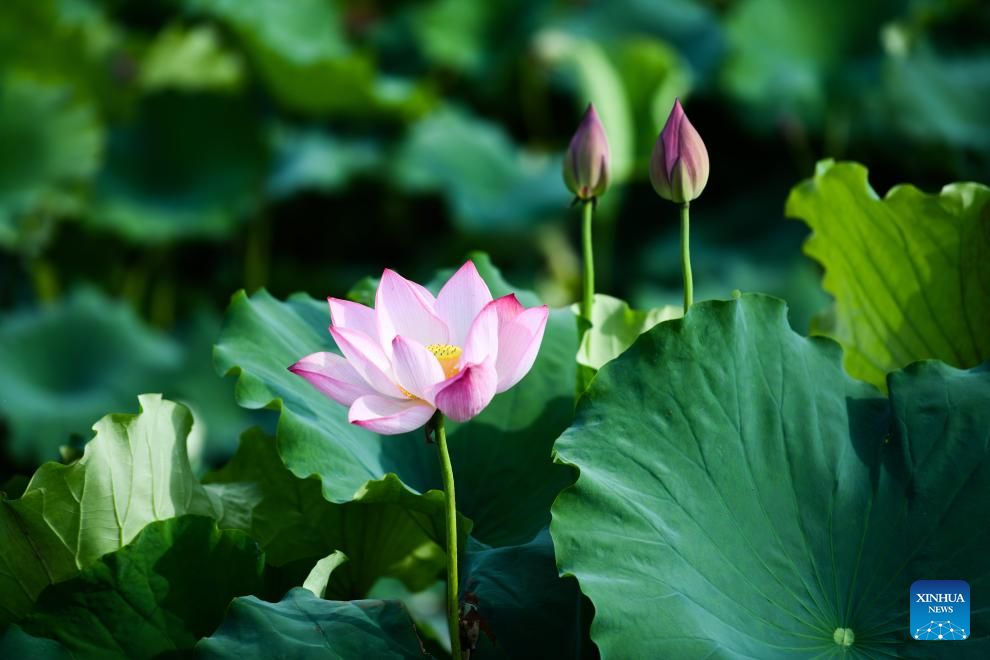 China's Hanzhong strengthens ecological protection of Hanjiang River's source, wetlands