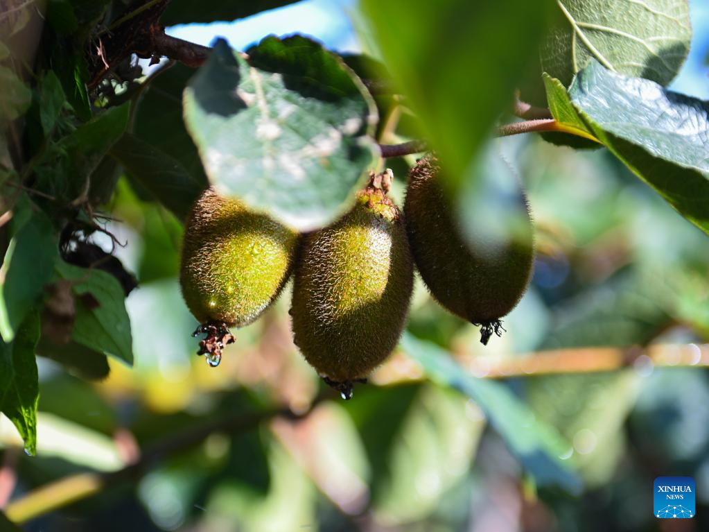 China's Baoji promotes green development of agriculture