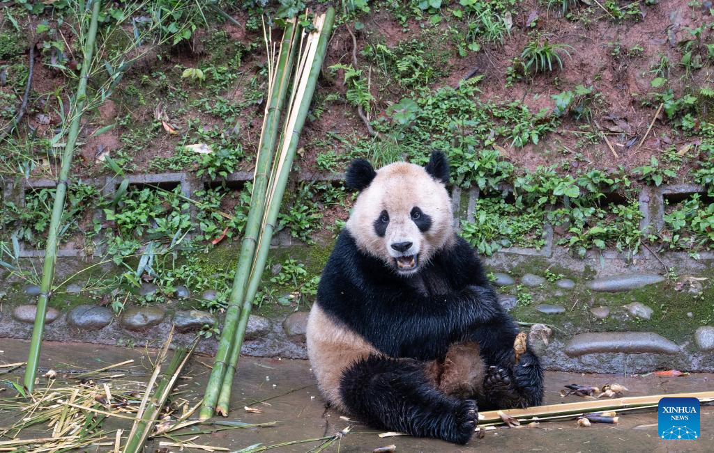 Giant pandas leave hometown for U.S.