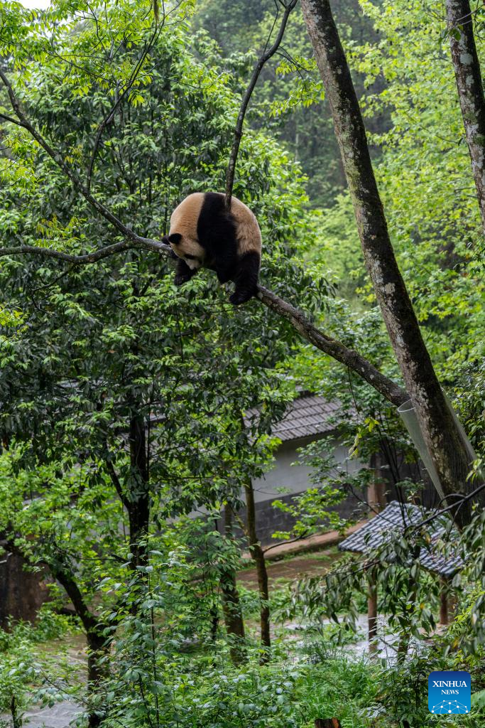 Giant pandas leave hometown for U.S.