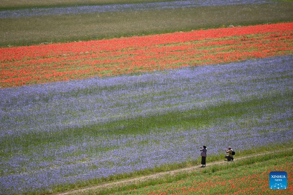 In pics: lentil fields in Italy