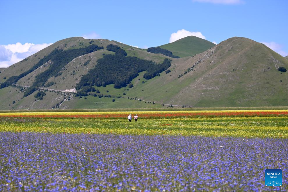 In pics: lentil fields in Italy