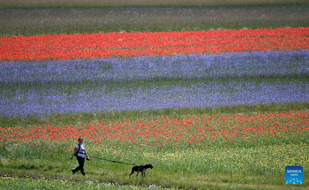 In pics: lentil fields in Italy