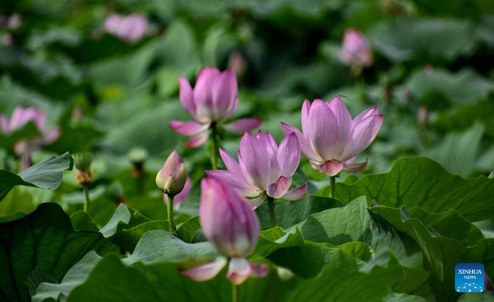 In pics: lotus flowers at Yuanmingyuan Park in Beijing