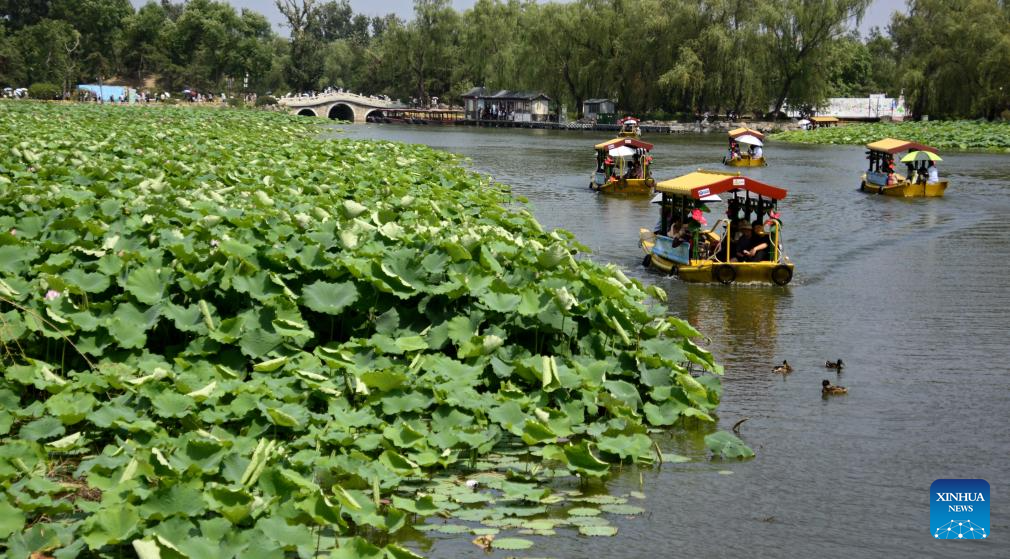 In pics: lotus flowers at Yuanmingyuan Park in Beijing