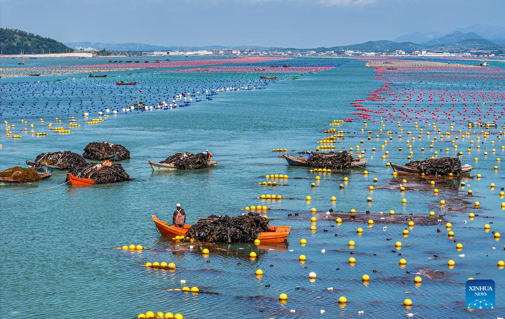 Kelp harvested in Rongcheng, China's Shandong