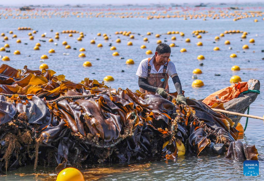 Kelp harvested in Rongcheng, China's Shandong