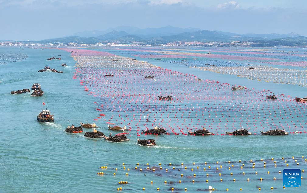 Kelp harvested in Rongcheng, China's Shandong