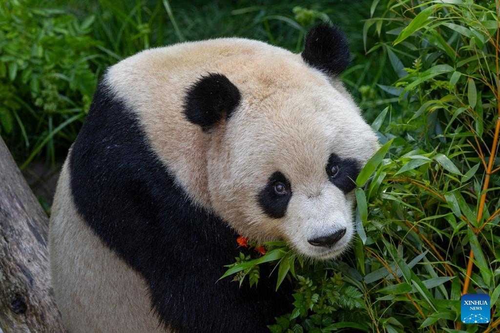 U.S. San Diego Zoo shares first-look photos of two pandas from China