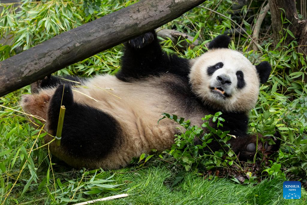 U.S. San Diego Zoo shares first-look photos of two pandas from China