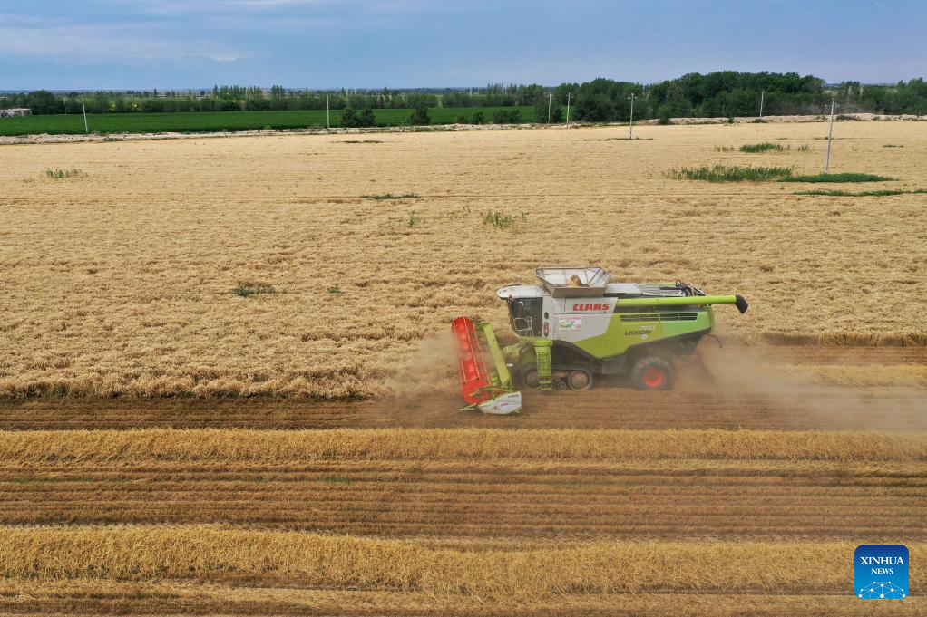 Major wheat production area in China's Xinjiang greets harvest season