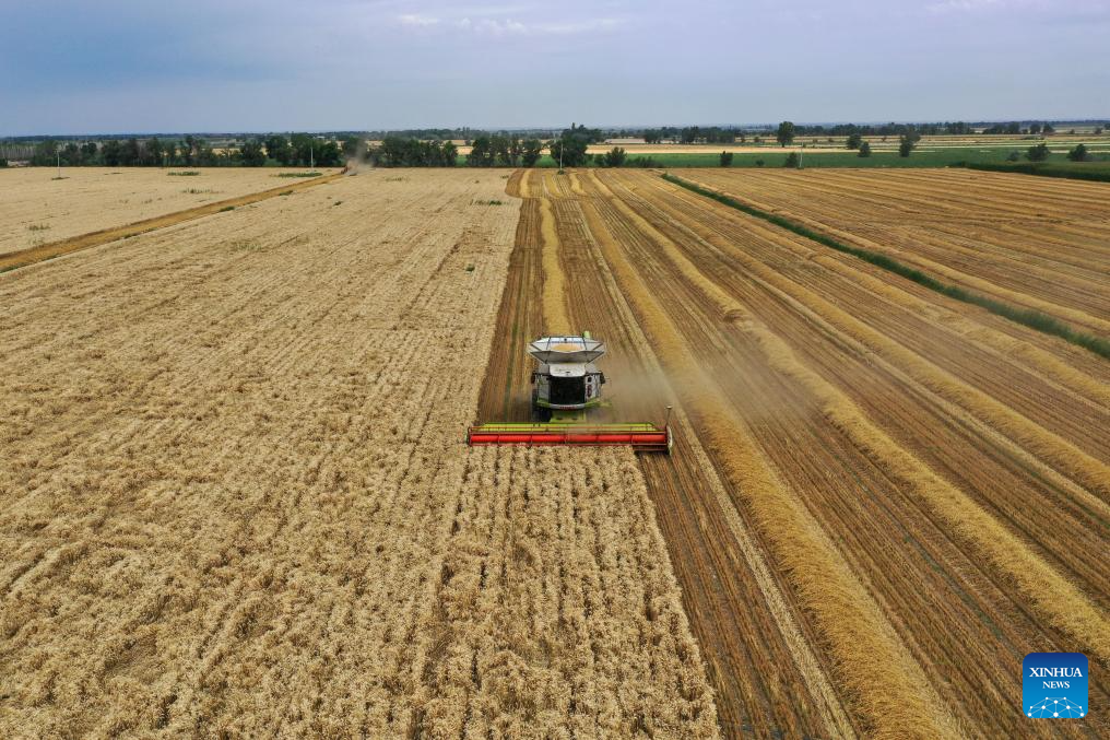 Major wheat production area in China's Xinjiang greets harvest season