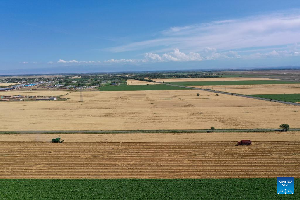 Major wheat production area in China's Xinjiang greets harvest season