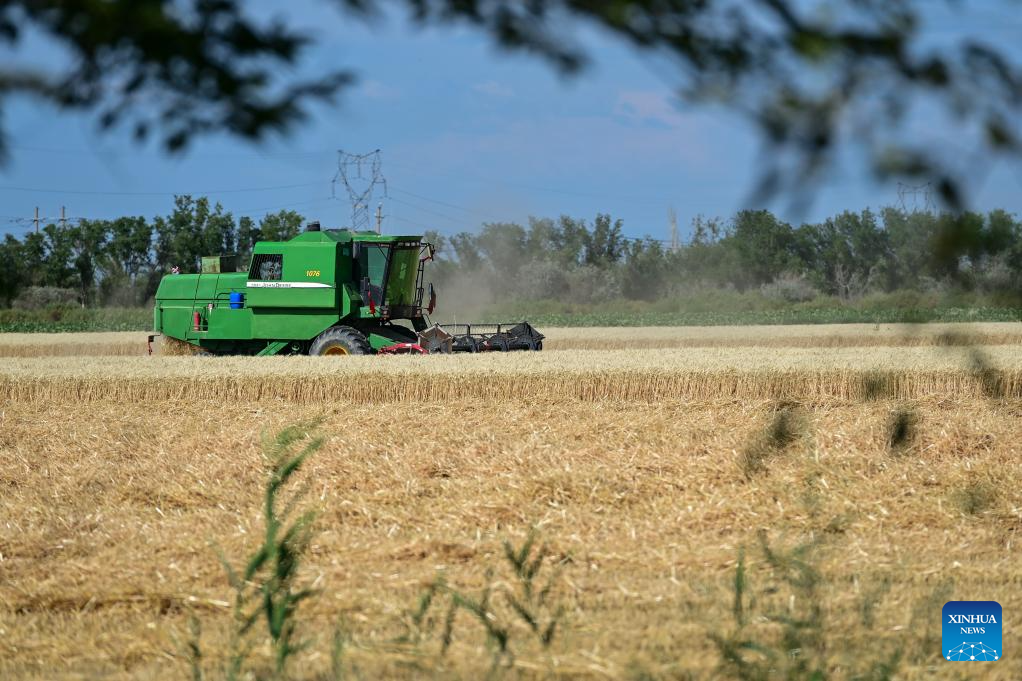 Major wheat production area in China's Xinjiang greets harvest season