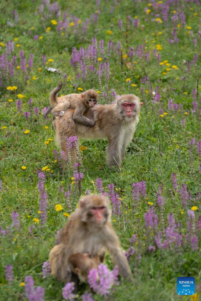 Tibetan macaques forage near national highway in Sertar County, SW China