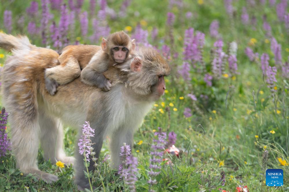 Tibetan macaques forage near national highway in Sertar County, SW China