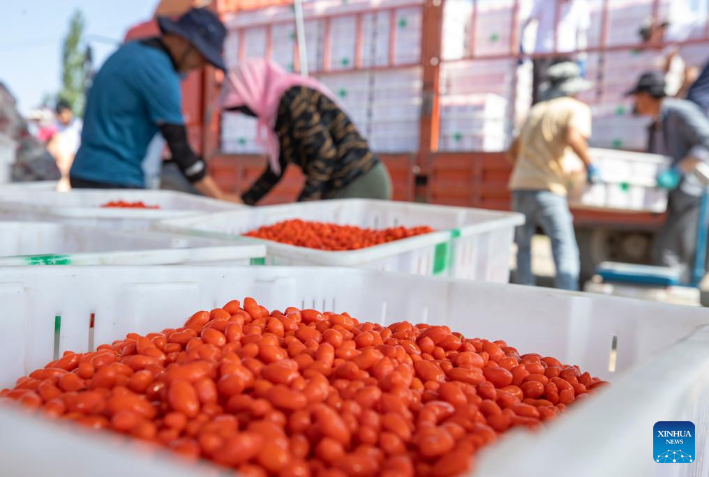 Goji berries enter harvest season in Tongxin County, NW China's Ningxia