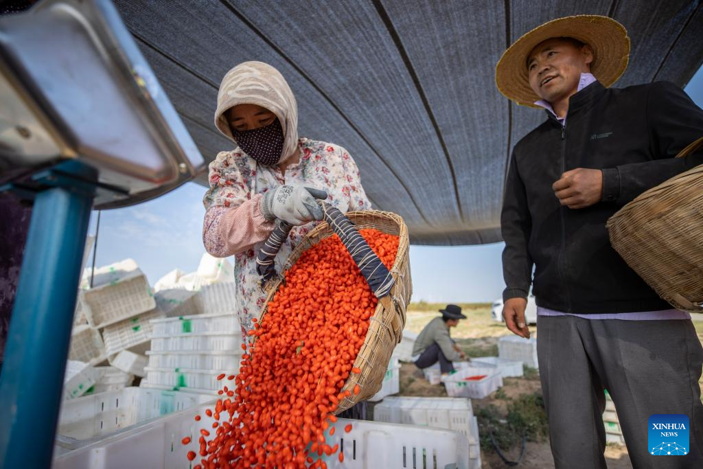 Goji berries enter harvest season in Tongxin County, NW China's Ningxia