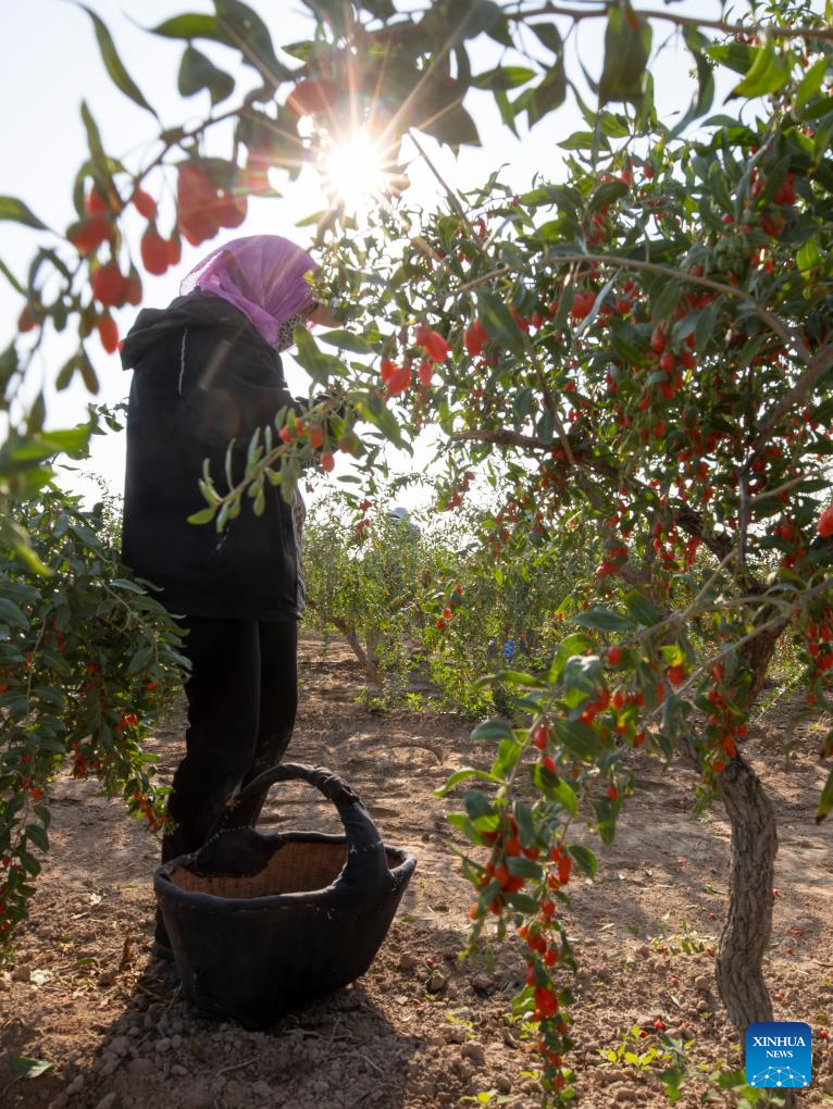 Goji berries enter harvest season in Tongxin County, NW China's Ningxia