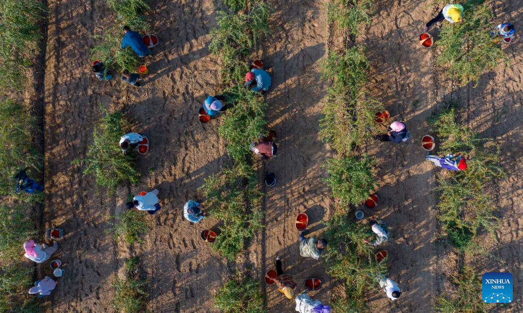 Goji berries enter harvest season in Tongxin County, NW China's Ningxia