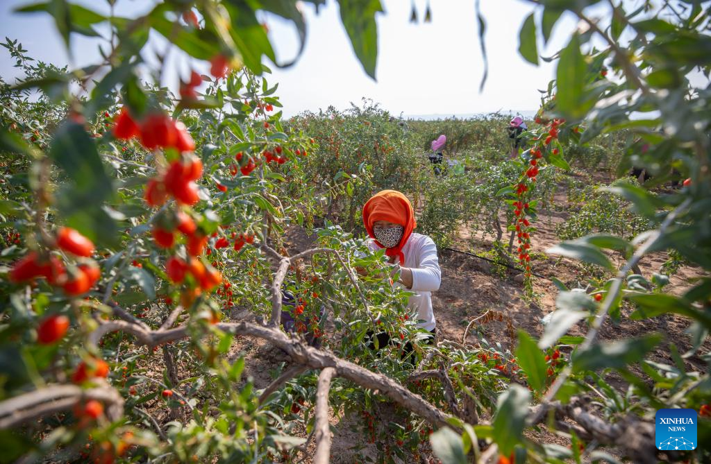 Goji berries enter harvest season in Tongxin County, NW China's Ningxia