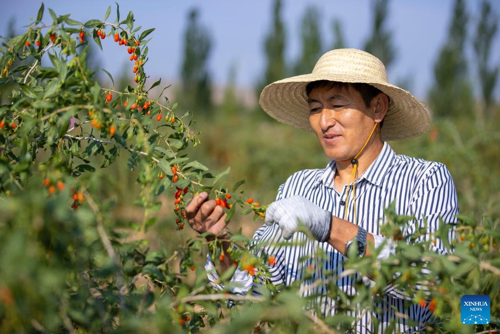 Goji berries enter harvest season in Tongxin County, NW China's Ningxia