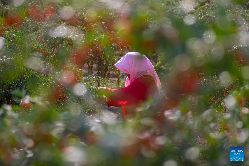 Goji berries enter harvest season in Tongxin County, NW China's Ningxia