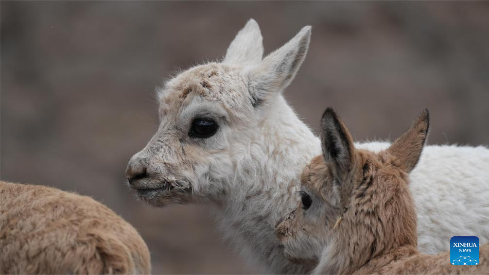 White Tibetan antelope cub rescued by ranger in Xizang