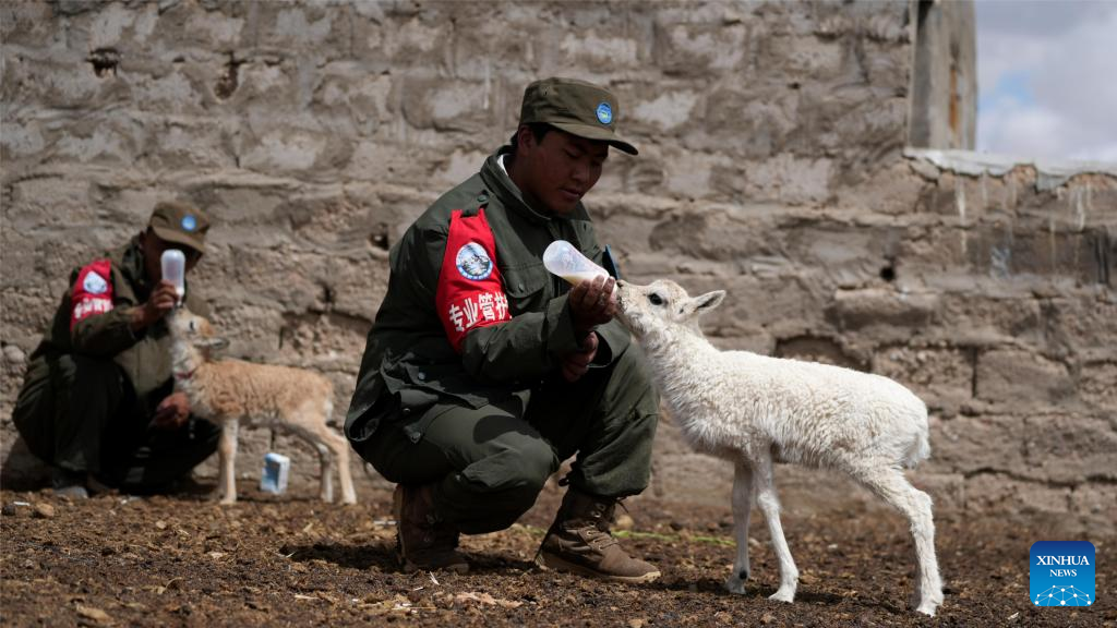 White Tibetan antelope cub rescued by ranger in Xizang