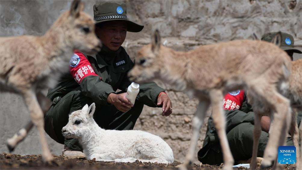 White Tibetan antelope cub rescued by ranger in Xizang