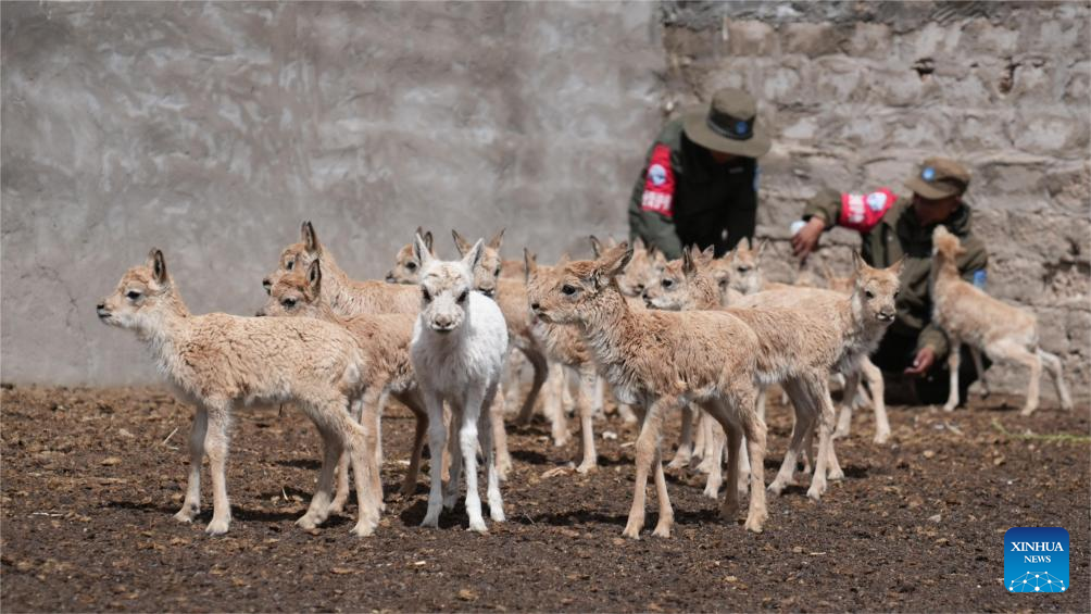 White Tibetan antelope cub rescued by ranger in Xizang