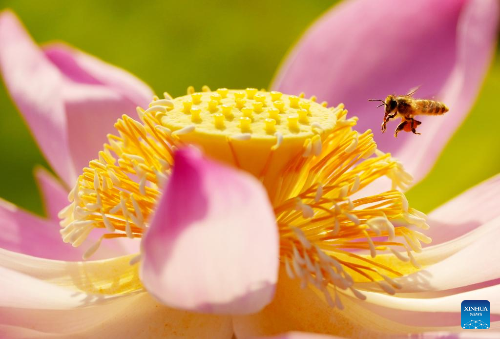 In pics: blooming lotus flowers across China