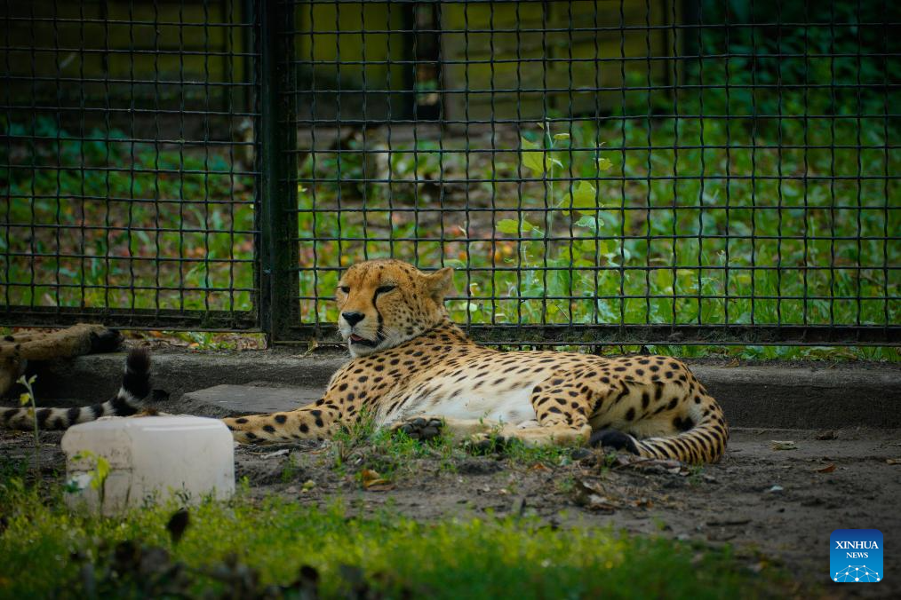 Animals pictured amid heatwave at Warsaw Zoo in Poland