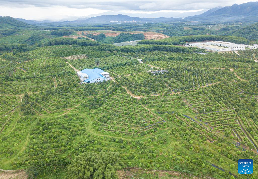 Durian industry promotes rural revitalization in south China