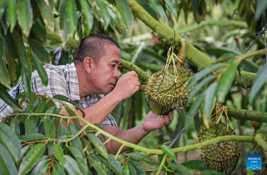 Durian industry promotes rural revitalization in south China