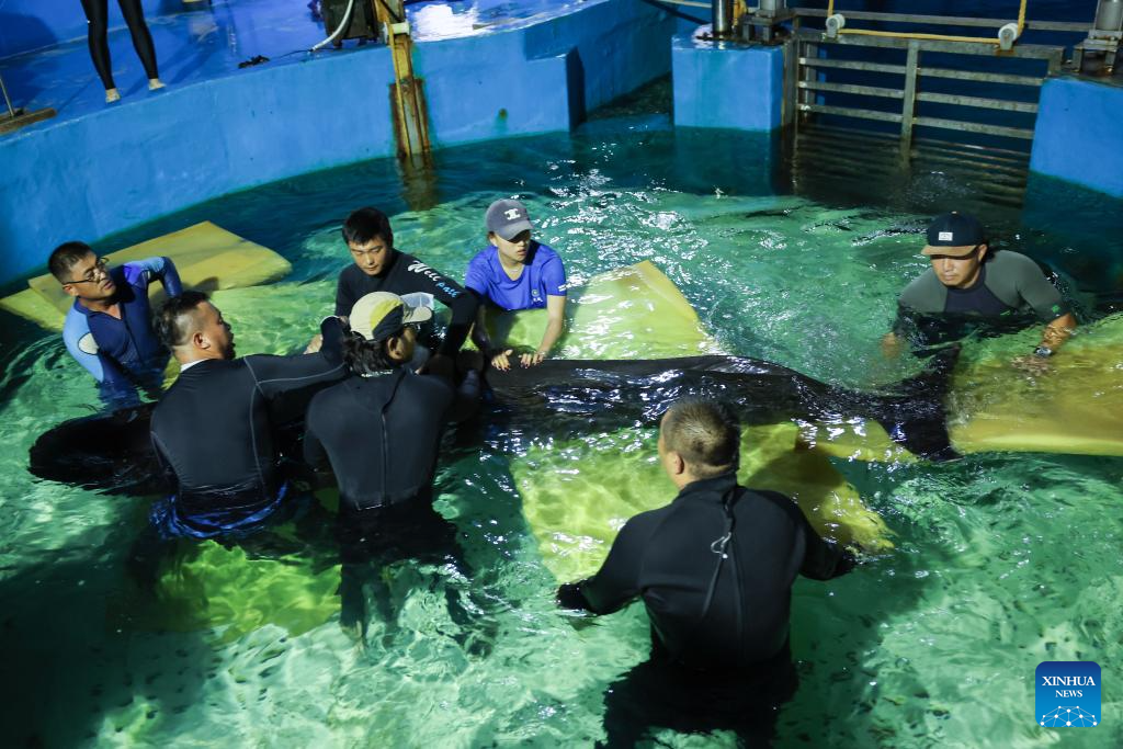 Stranded short-finned pilot whale under meticulous care in S China