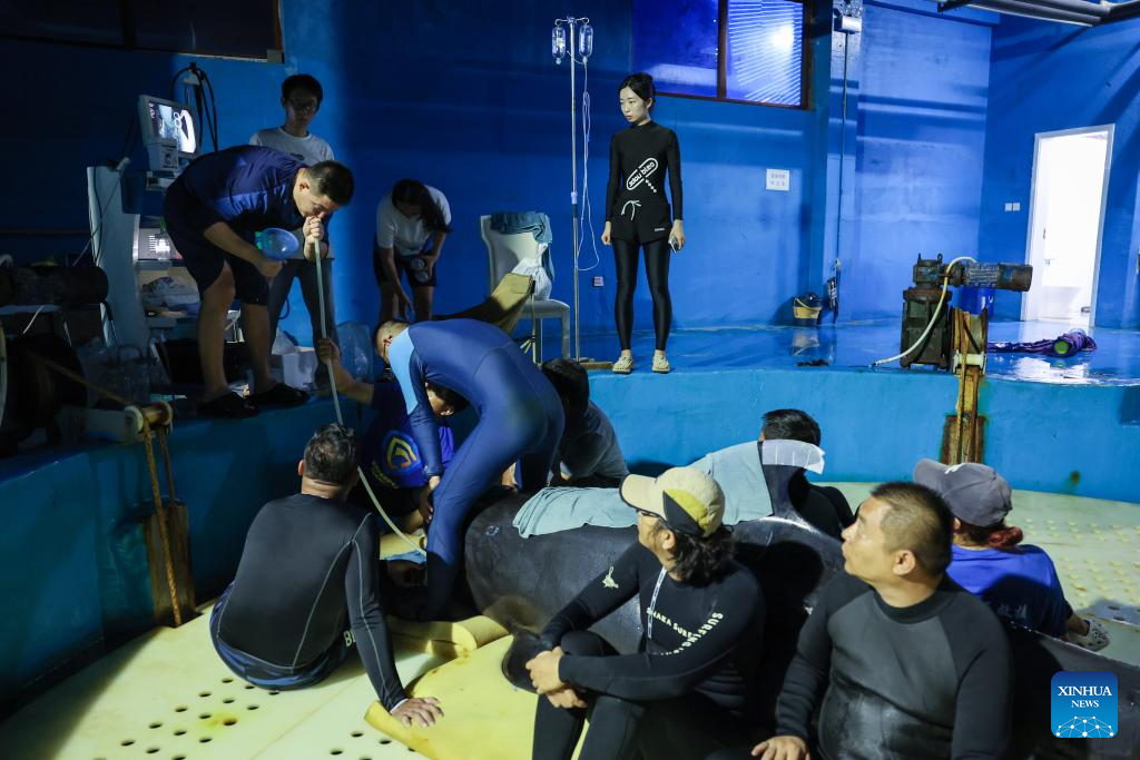 Stranded short-finned pilot whale under meticulous care in S China