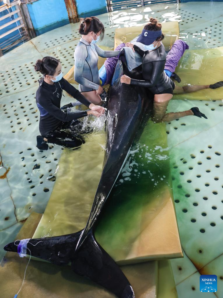 Stranded short-finned pilot whale under meticulous care in S China