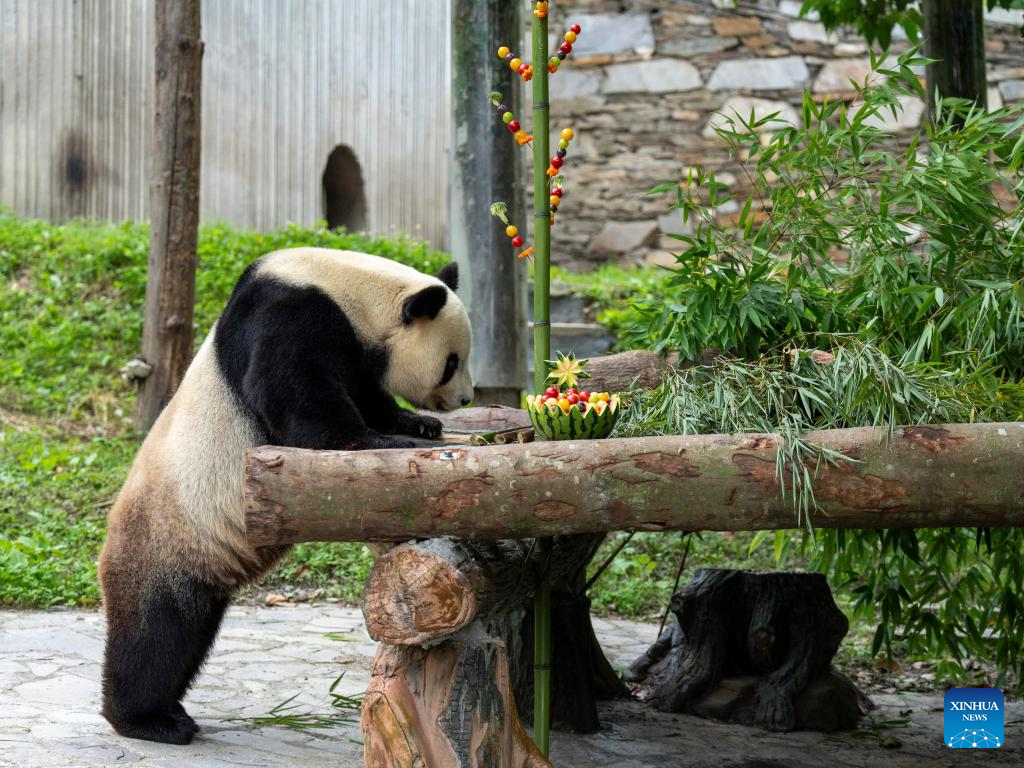 Special event held to celebrate birthdays of giant pandas in Sichuan