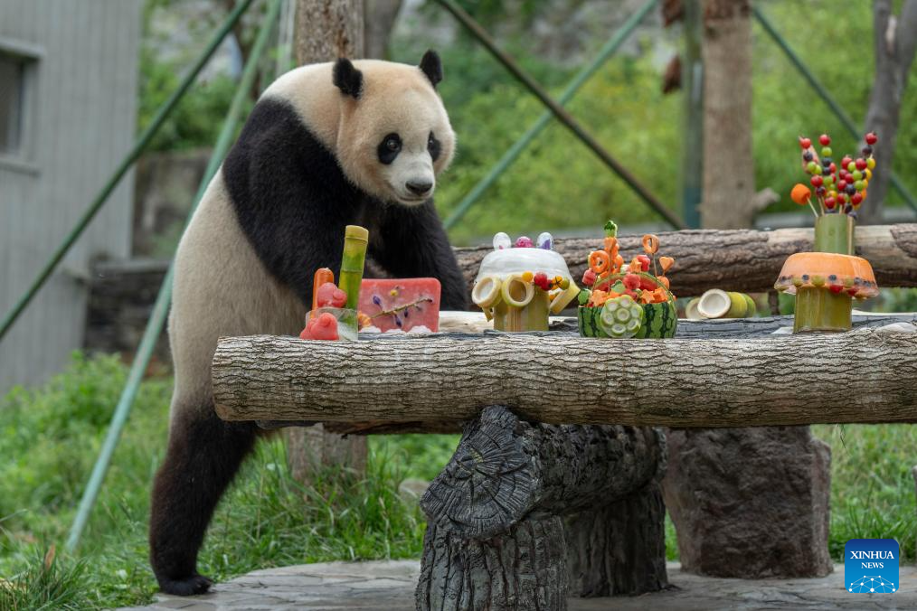 Special event held to celebrate birthdays of giant pandas in Sichuan