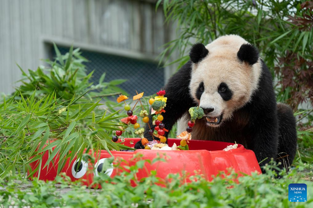 Special event held to celebrate birthdays of giant pandas in Sichuan